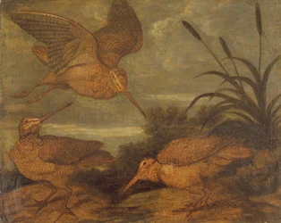 Woodcock at Dusk, c. 1676